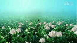 青青国产草视频